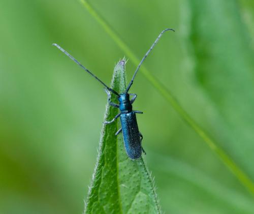 Agapanthia intermedia